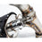 Agency Power Valvetronic Exhaust System Polaris RZR XP Turbo